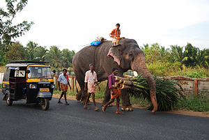 Geliebt und geqult - Elefanten in Indien