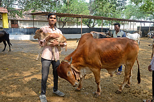 Indiens Konflikt ums Rindfleisch