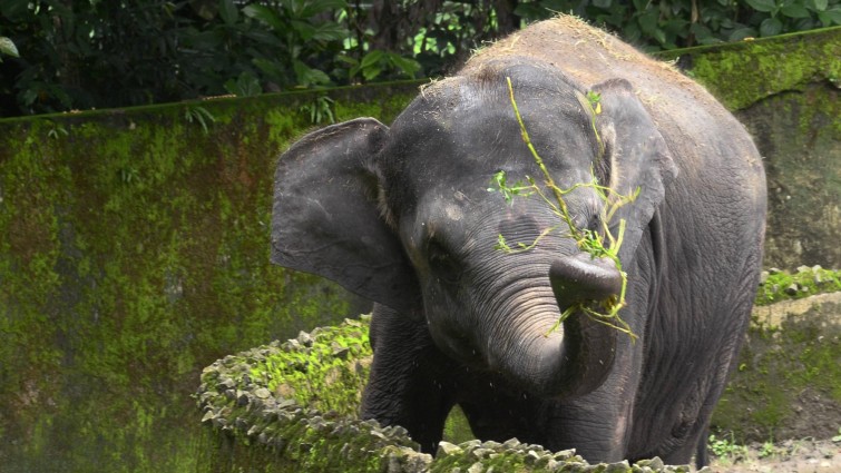Ein Elefant im Zoo von Kalkutta. (imago / Pacific Press Agency)