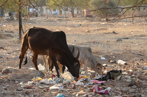 Kampf gegen die Plastikflut