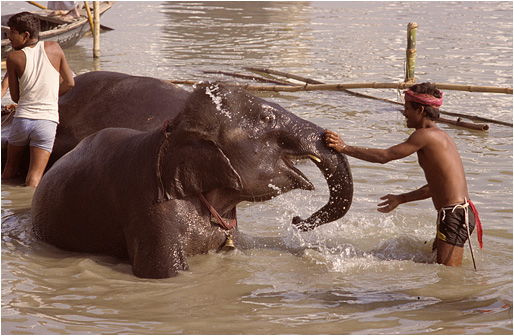 Verehrt und geqult: Tiere in Indien