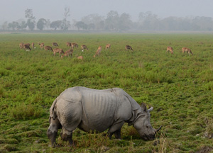 Mega-Staudmme bedrohen Natur im Nordosten Indiens