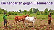 Küchengarten gegen Eisenmangel