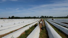 Ein Arbeiter sticht auf einem Feld nahe Klaistow (Brandenburg) Spargel. (Ralf Hirschberger, dpa picture-alliance)