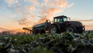 Landwirt fährt mit einem Güllefasss bei Sonnenaufgang über ein angefrohrenes Rapsfeld. (imago stock&people / Marius Schwarz)