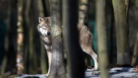 Sachsen führt neue Regeln im Umgang mit Wölfen ein (picture alliance / Klaus-Dietmar Gabbert)