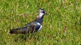 Ein Kiebitz auf einer Wiese in Ostfriesland (picture alliance / dpa / Hinrich Bäsemann)