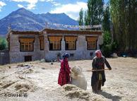 Bäuerinnen machen Heu in Ladakh, Indien, Foto:  Rainer Hörig, DW November 2010